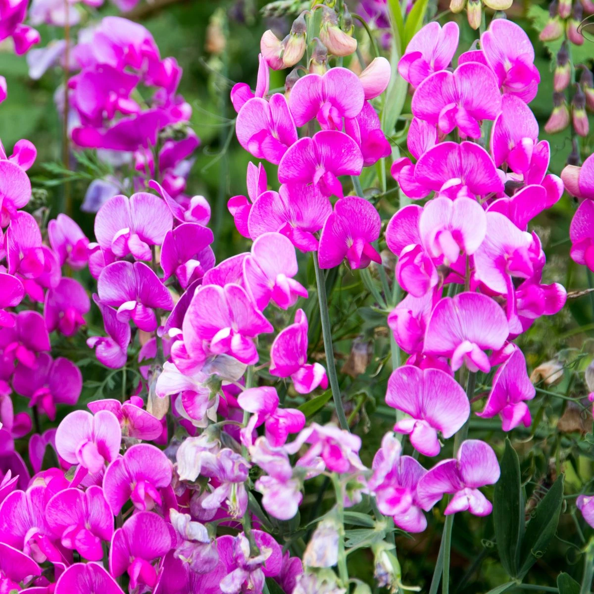 Hrachor vonný růžový - Lathyrus odoratus - pěstování