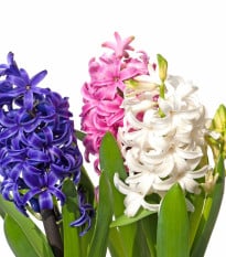Hyacinty směs - Hyacinthus - cibule hyacintu - 4 ks