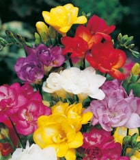 Směs frézií - Freesia mix - hlízy frézie - 15 ks