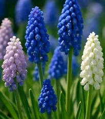 Směs modřenců - Muscari mix - cibule modřence - 25 ks