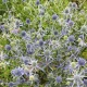 Máčka modrá - Eryngium planum - semena máčky - 20 ks
