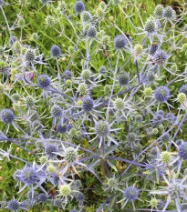 Máčka modrá - Eryngium planum - semena máčky - 20 ks