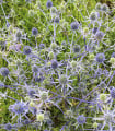 Máčka modrá - Eryngium planum - semena máčky - 20 ks