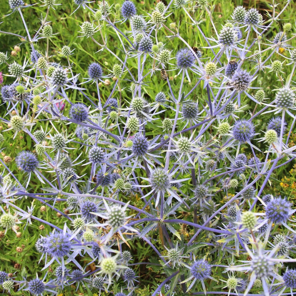Máčka modrá - Eryngium planum - semena máčky - 20 ks