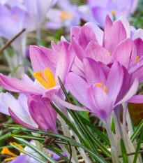 Směs ocúnů - Colchicum mix - hlízy ocúnu - 3 ks