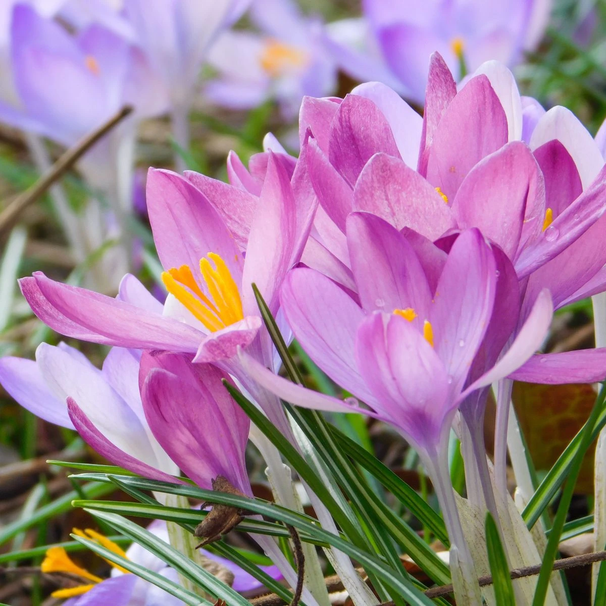 Směs ocúnů - Colchicum mix - hlízy ocúnu - 3 ks