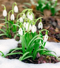 Směs sněženek - Galanthus mix - cibule sněženky - 15 ks