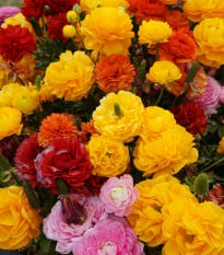 Pryskyřníky směs - Ranunculus - hlízy pryskyřníku - 9 ks
