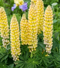 Lupina mnoholistá Gallery Yellow Shades - Lupinus polyphyllus - semena lupiny - 20 ks