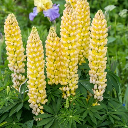 Lupina mnoholistá Gallery Yellow Shades - Lupinus polyphyllus - semena lupiny - 20 ks