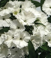 Hvozdík Chiba White - Dianthus interspecific - semena hvozdíku - 18 ks