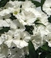 Hvozdík Chiba White - Dianthus interspecific - semena hvozdíku - 18 ks