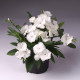 Hvozdík Chiba White - Dianthus interspecific - semena hvozdíku - 18 ks