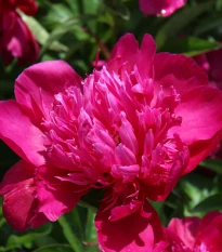 Pivoňka Big Ben - Paeonia lactiflora - hlízy pivoňky - 1 ks