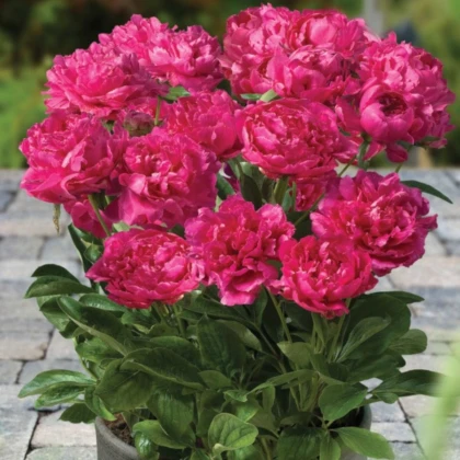 Pivoňka Patio London - Paeonia lactiflora - hlízy pivoňky - 1 ks