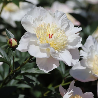 Pivoňka Patio Madrid - Paeonia - hlízy pivoňky - 1 ks