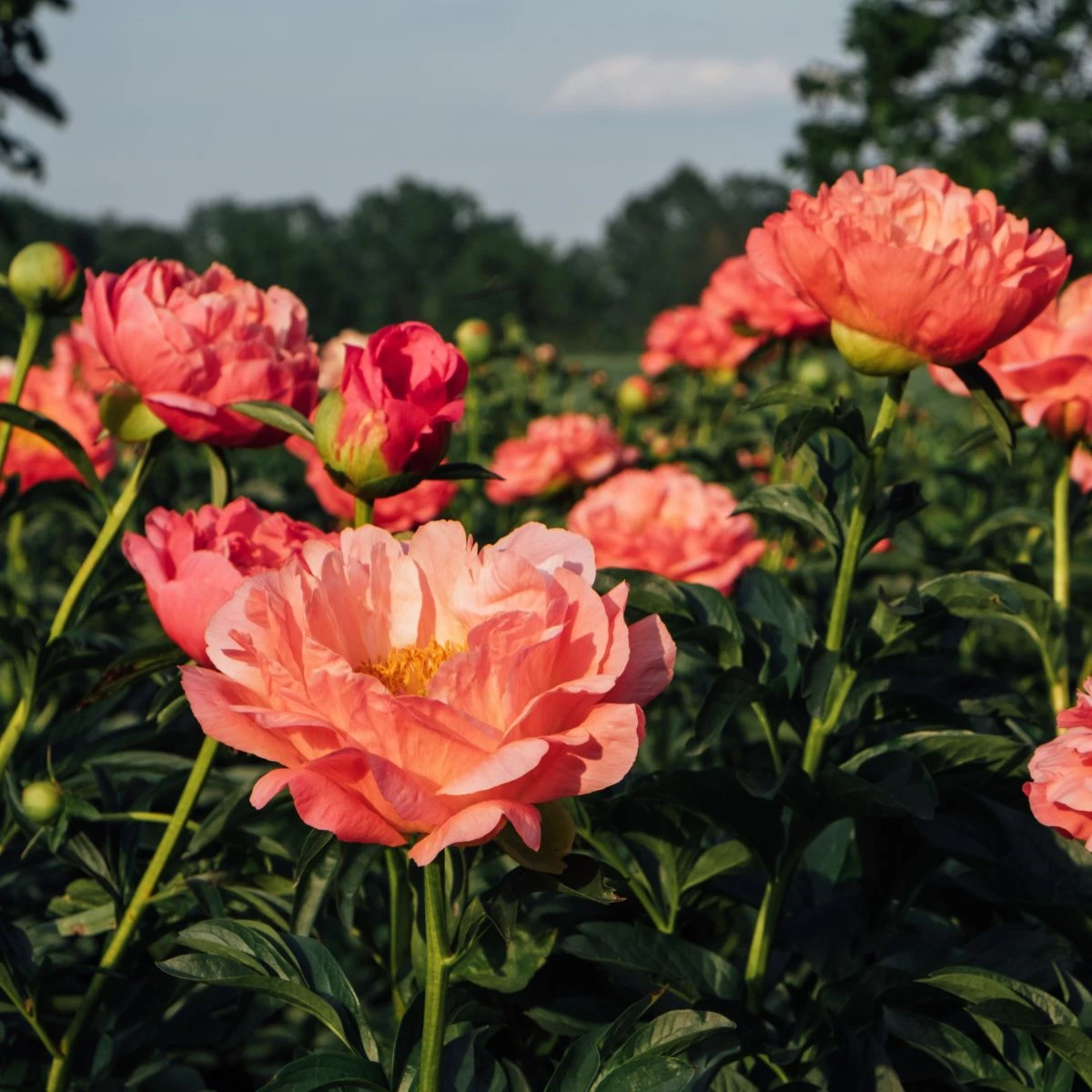 Pivoňka Coral Sunset - Paeonia lactiflora - hlízy pivoňky - 1 ks