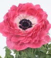 Sasanka Harmony Double Pink - Anemone coronaria - hlízy sasanky - 8 ks