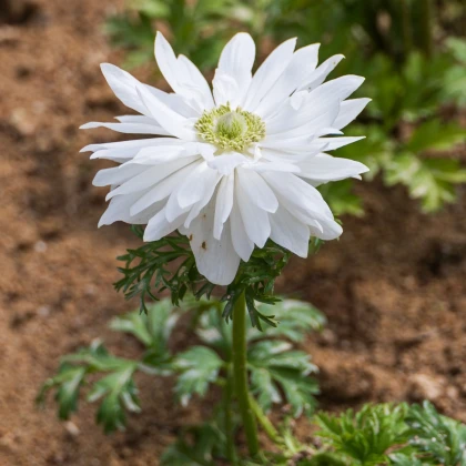 Sasanka Harmony Double White - Anemone coronaria - semena sasanky - 8 ks