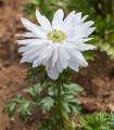 Sasanka Harmony Double White - Anemone coronaria - semena sasanky - 8 ks