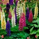 Lupina mnoholistá Gallery Mix - Lupinus polyphyllus - semena lupiny - 20 ks