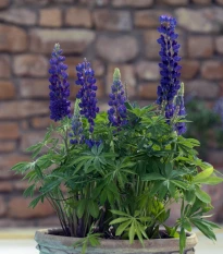 Lupina mnoholistá Mini Gallery Pure Blue - Lupinus polyphyllus - semena lupiny - 12 ks