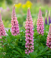 Lupina mnoholistá Gallery Pink Shades - Lupinus polyphyllus - semena lupiny - 20 ks
