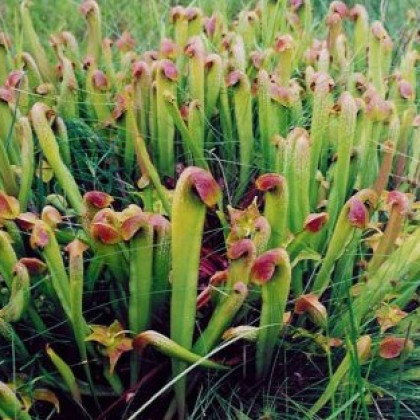 Špirlice přivřená - masožravka Sarracenia minor - prodej semen špirlice - 12 ks
