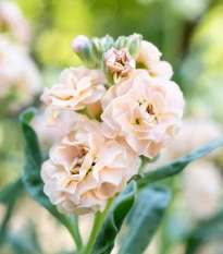 Fiala Iron Appricot - Matthiola incana - semena fialy - 40 ks