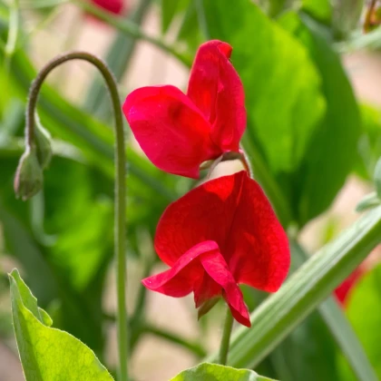 Hrachor Winter Sunshine Scarlet - Lathyrus odoratus - semena hrachoru - 15 ks