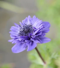 Sasanka Harmony Double Blue F1 - Anemone coronaria - semena sasanky - 8 ks