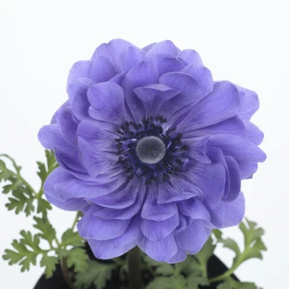 Sasanka Harmony Double Blue F1 - Anemone coronaria - semena sasanky - 8 ks