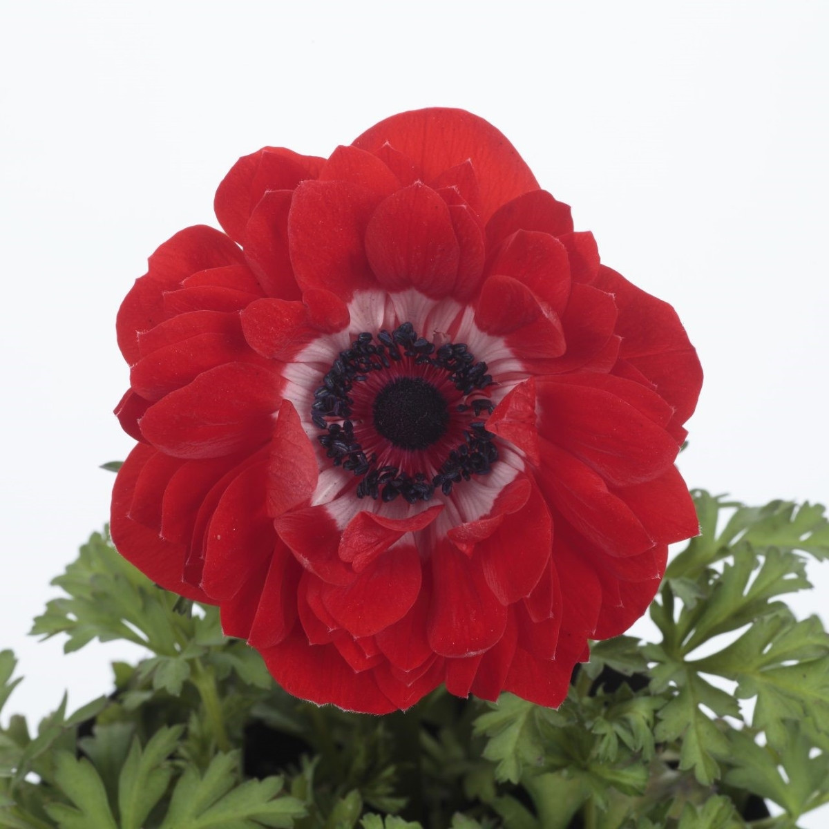 Sasanka Harmony Double Scarlet F1 - Anemone coronaria - semena sasanky - 8 ks
