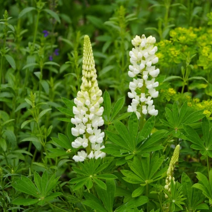 Lupina mnoholistá Gallery White Shades - Lupinus polyphyllus - semena lupiny - 20 ks