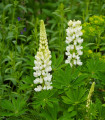 Lupina mnoholistá Gallery White Shades - Lupinus polyphyllus - semena lupiny - 20 ks