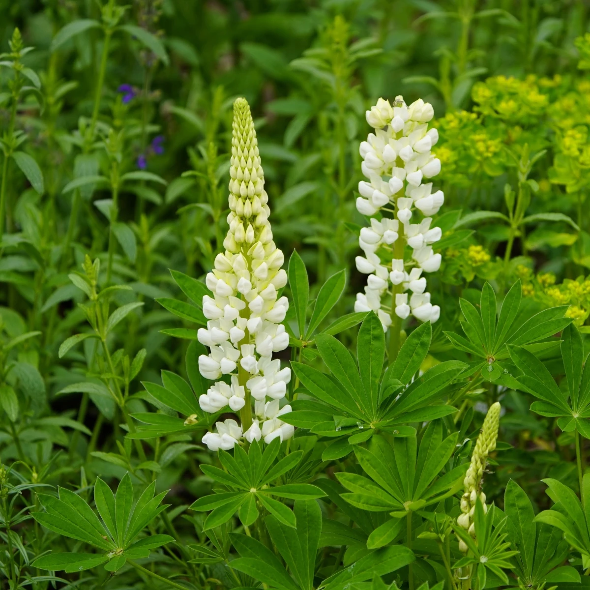 Lupina mnoholistá Gallery White Shades - Lupinus polyphyllus - semena lupiny - 20 ks