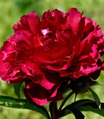 Pivoňka Madame Gaudichau - Paeonia lactiflora - hlízy pivoňky - 1 ks