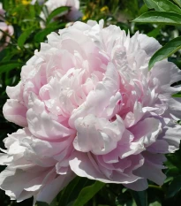 Pivoňka The Fawn - Paeonia lactiflora - hlízy pivoňky - 1 ks