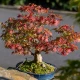Javor dlanitolistý - Acer palmatum - semena javoru - 5 ks