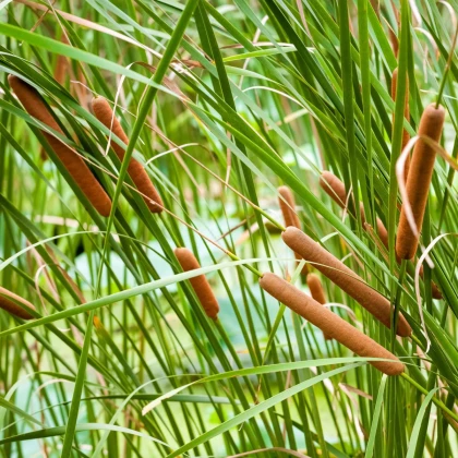 Orobinec úzkolistý - Typha angustifolia - semena orobince - 15 ks