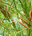 Orobinec úzkolistý - Typha angustifolia - semena orobince - 15 ks