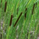 Orobinec úzkolistý - Typha angustifolia - semena orobince - 15 ks