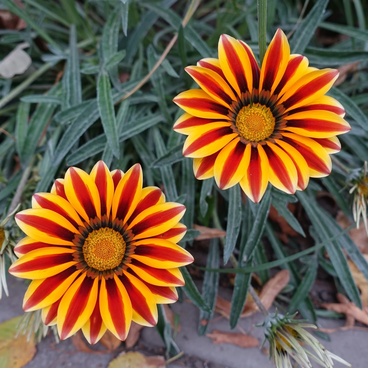 Gazánie Frosty Kiss Orange Flame - Gazania rigens - semena gazánie - 12 ks