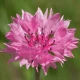 Chrpa luční Ball Red - Centaurea cyanus - semena chrpy - 50 ks