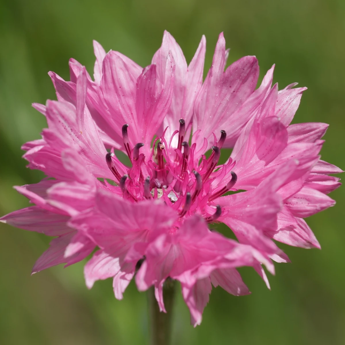 Chrpa luční Ball Red - Centaurea cyanus - semena chrpy - 50 ks
