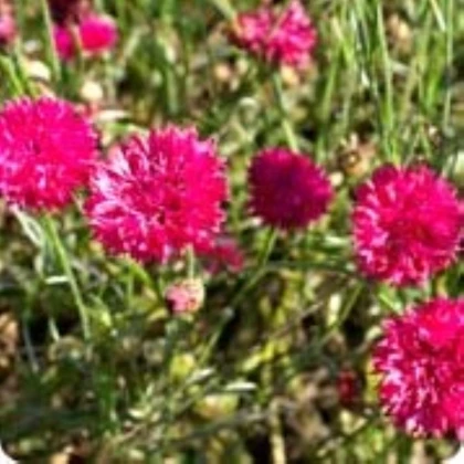 Chrpa luční Ball Red - Centaurea cyanus - semena chrpy - 50 ks