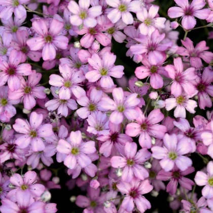 Šáter pacifický - Nevěstin závoj - Gypsophila pacifica - semena šáteru - 100 ks