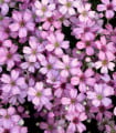 Šáter pacifický - Nevěstin závoj - Gypsophila pacifica - semena šáteru - 100 ks