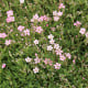 Šáter pacifický - Nevěstin závoj - Gypsophila pacifica - semena šáteru - 100 ks