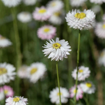 Smilek bílý -  Helipterum roseum - semena smilku - 0,5 g